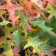 Illustration for article titled Shooting Challenge Fall Leaves Gallery 5